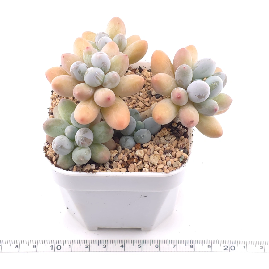 Pachyphytum 'Milk Beans' | 奶豆群 thumbnail 3