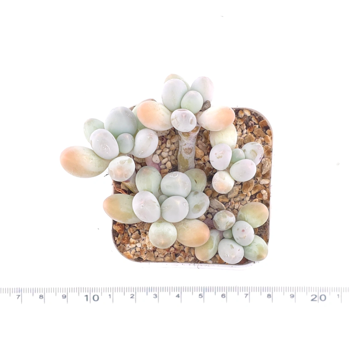 Pachyphytum 'Milk Beans' | 奶豆群 thumbnail 4