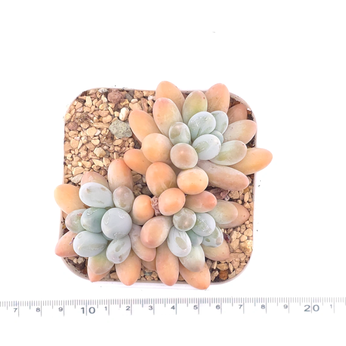 Pachyphytum 'Milk Beans' | 奶豆群 thumbnail 4