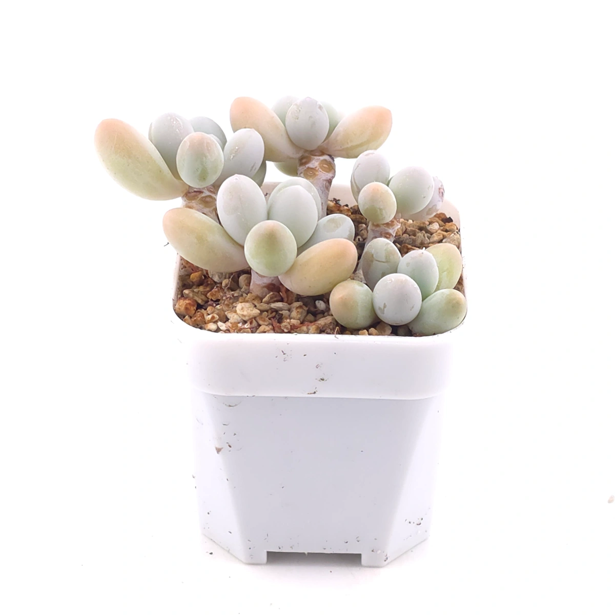 Pachyphytum 'Milk Beans' | 奶豆群 thumbnail 2