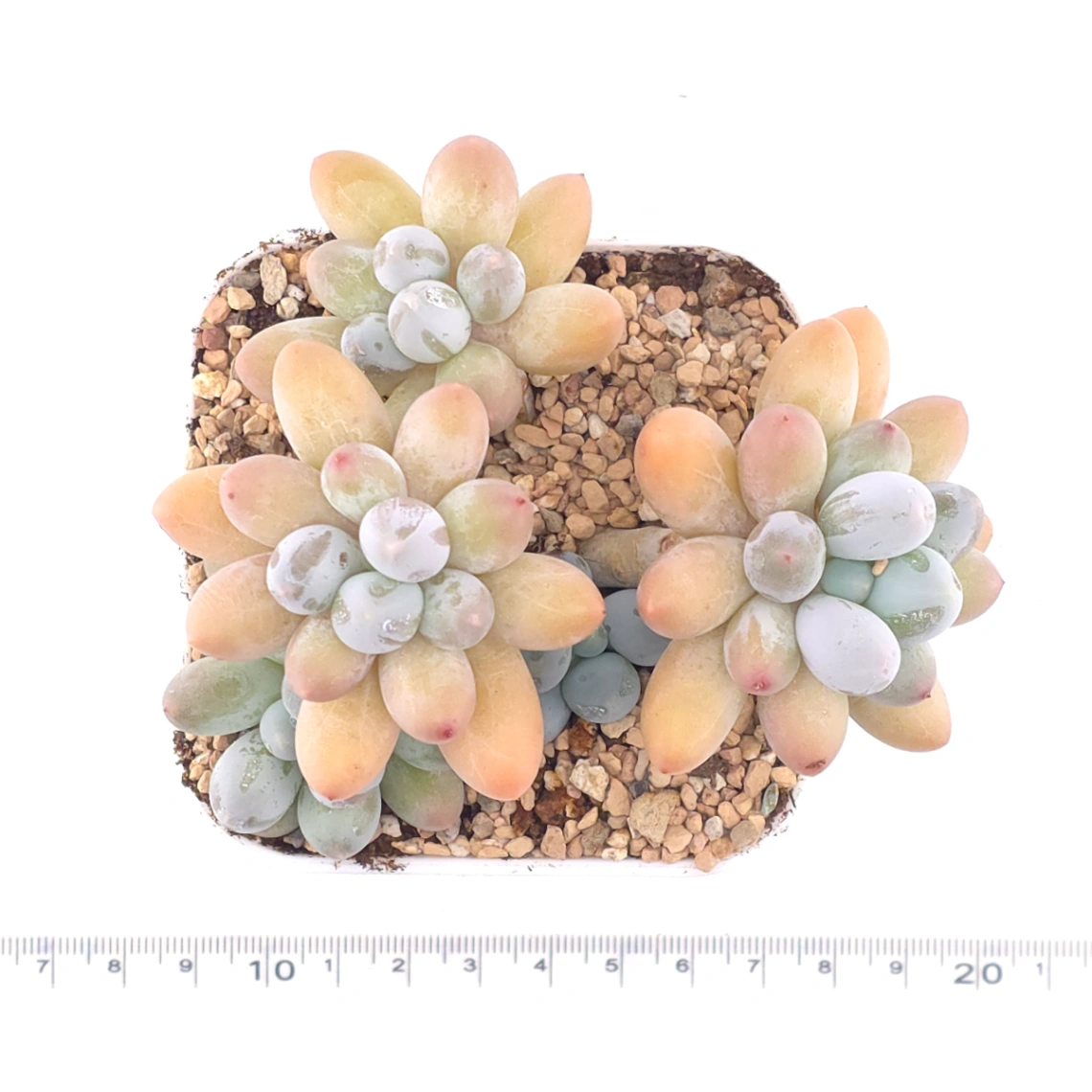 Pachyphytum 'Milk Beans' | 奶豆群 thumbnail 4