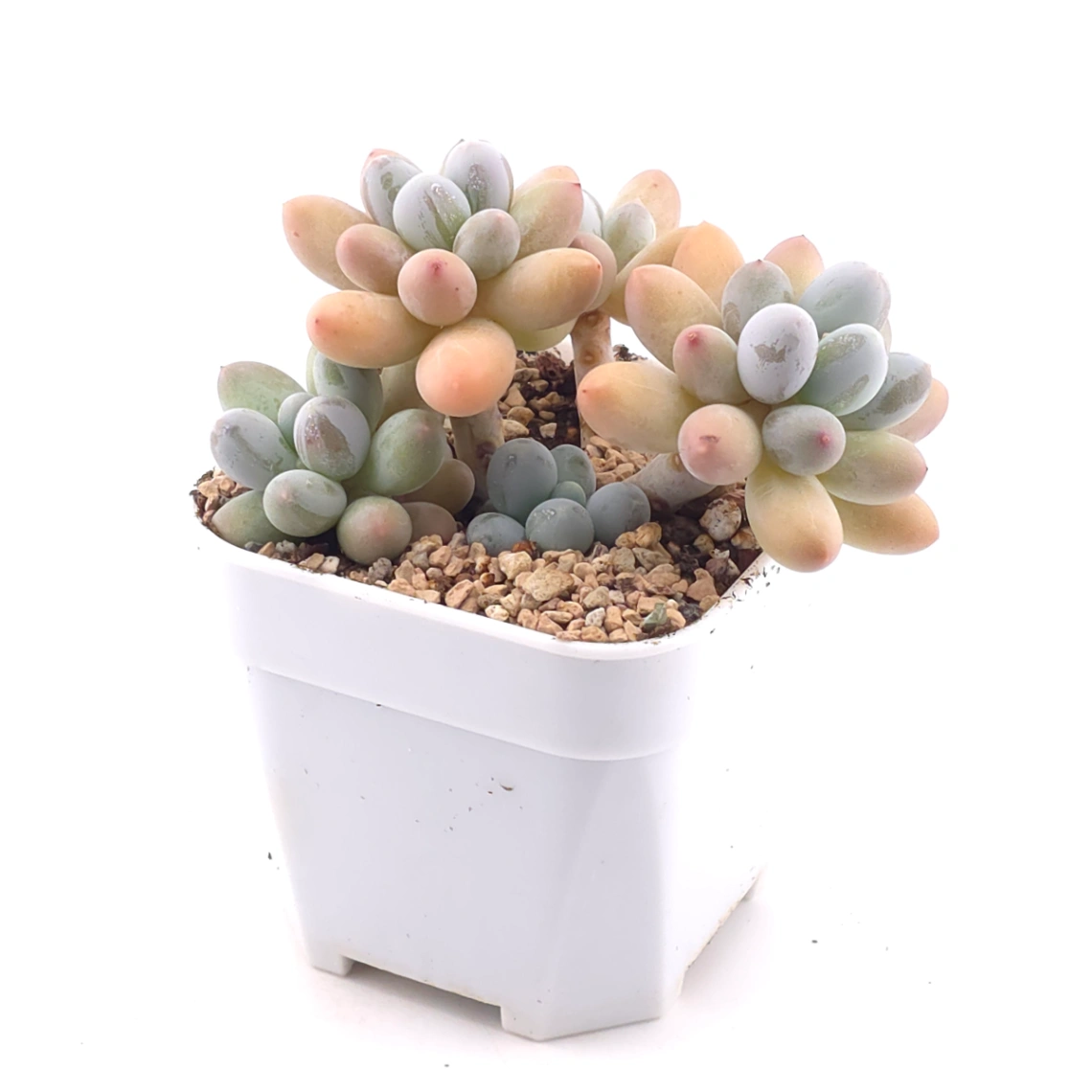 Pachyphytum 'Milk Beans' | 奶豆群 thumbnail 2
