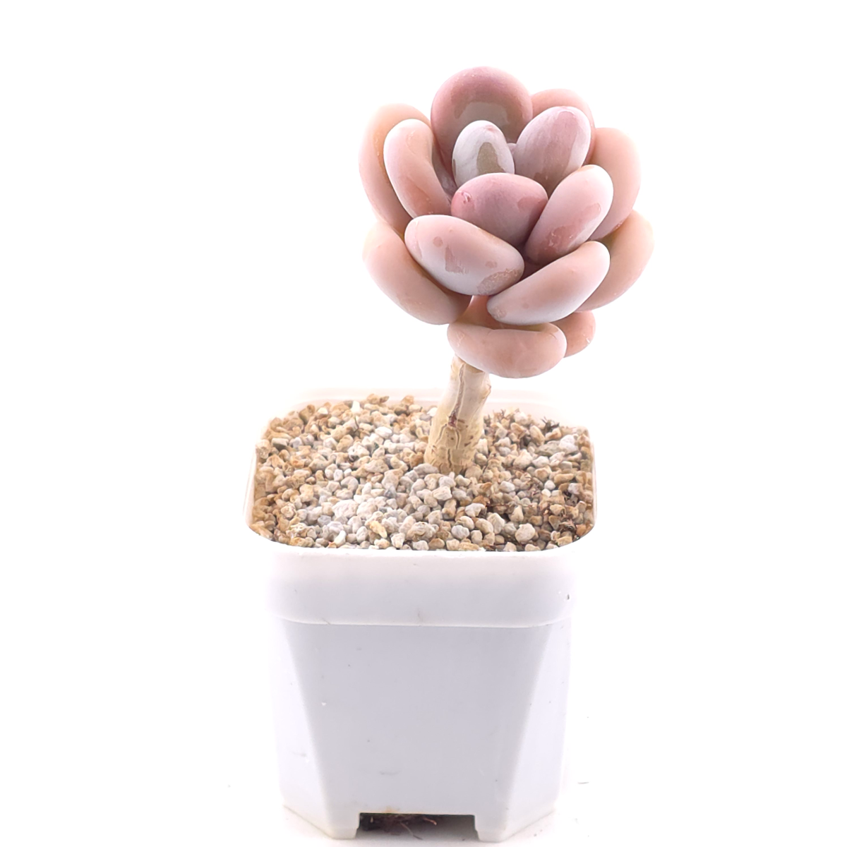 Pachyphytum oviferum ‘Moonstone’ | 桃美人 thumbnail 2