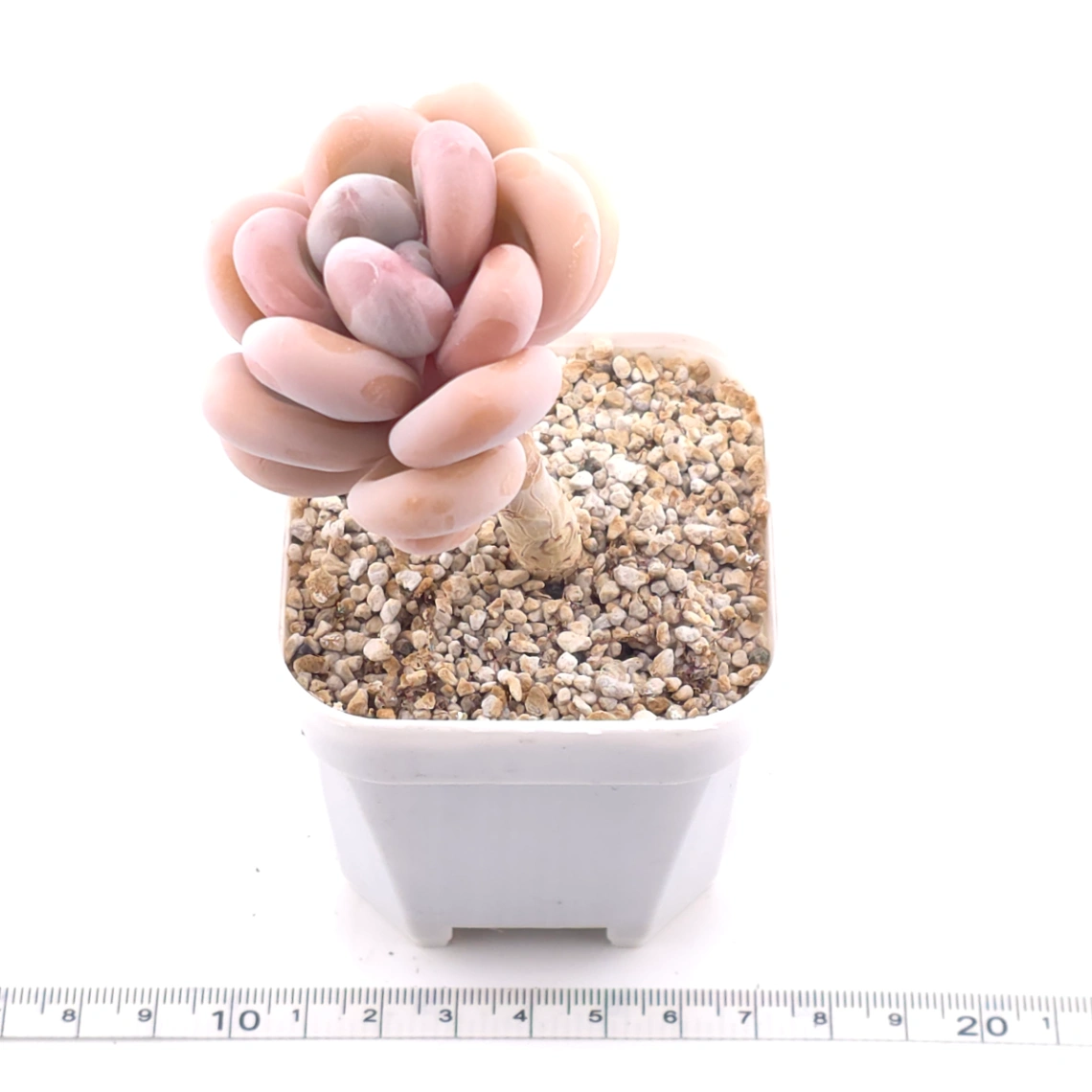 Pachyphytum oviferum ‘Moonstone’ | 桃美人 thumbnail 3