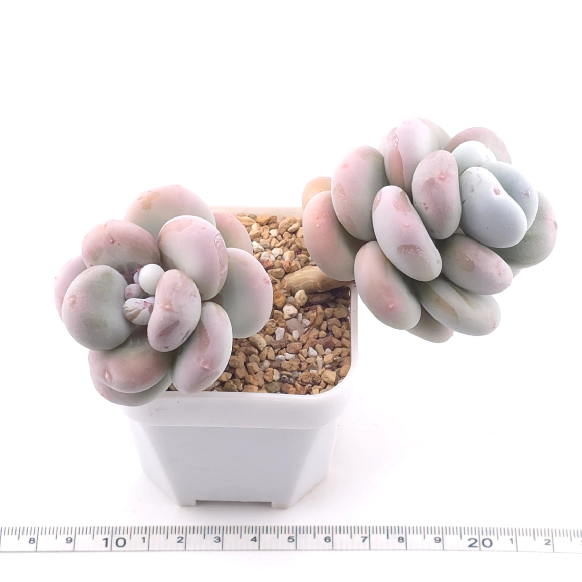 Pachyphytum oviferum ‘Moonstone’ | 桃美人 thumbnail 3