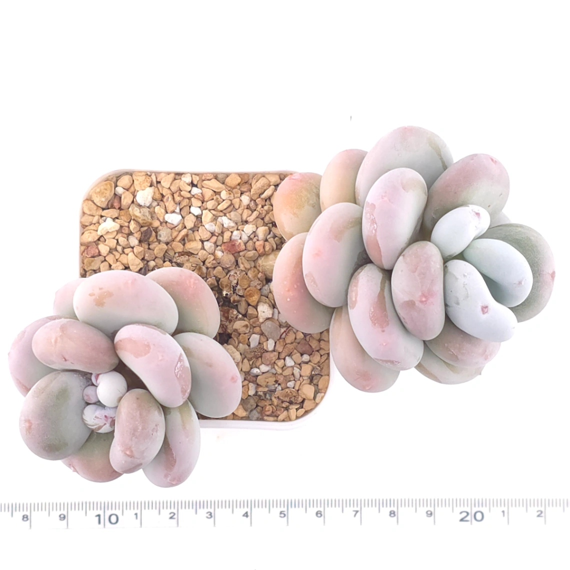 Pachyphytum oviferum ‘Moonstone’ | 桃美人 thumbnail 4