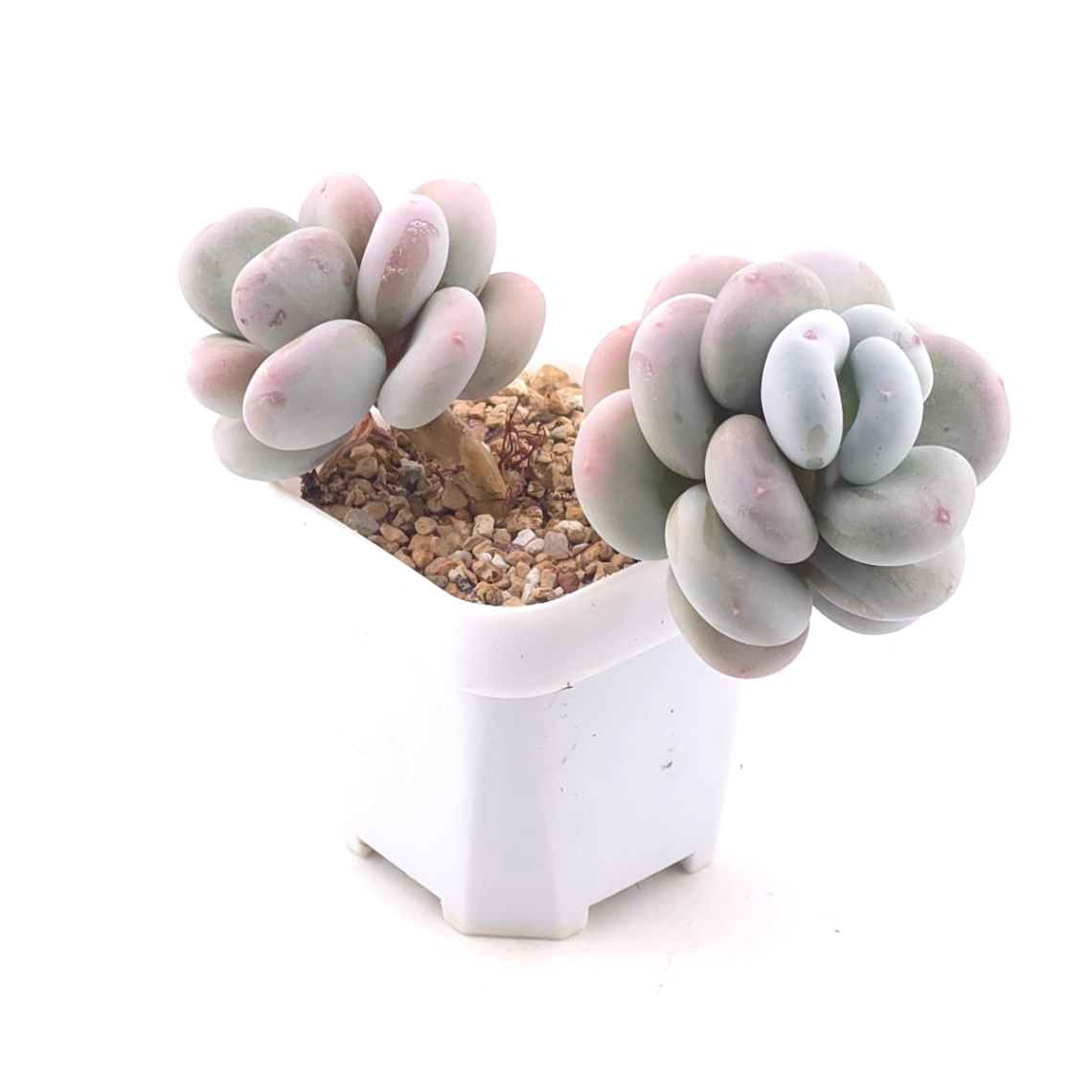 Pachyphytum oviferum ‘Moonstone’ | 桃美人 thumbnail 2