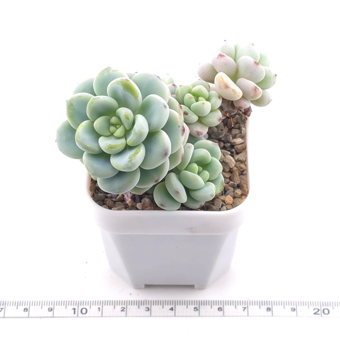 Sedum clavatum clsutering | 勞爾群 thumbnail 3