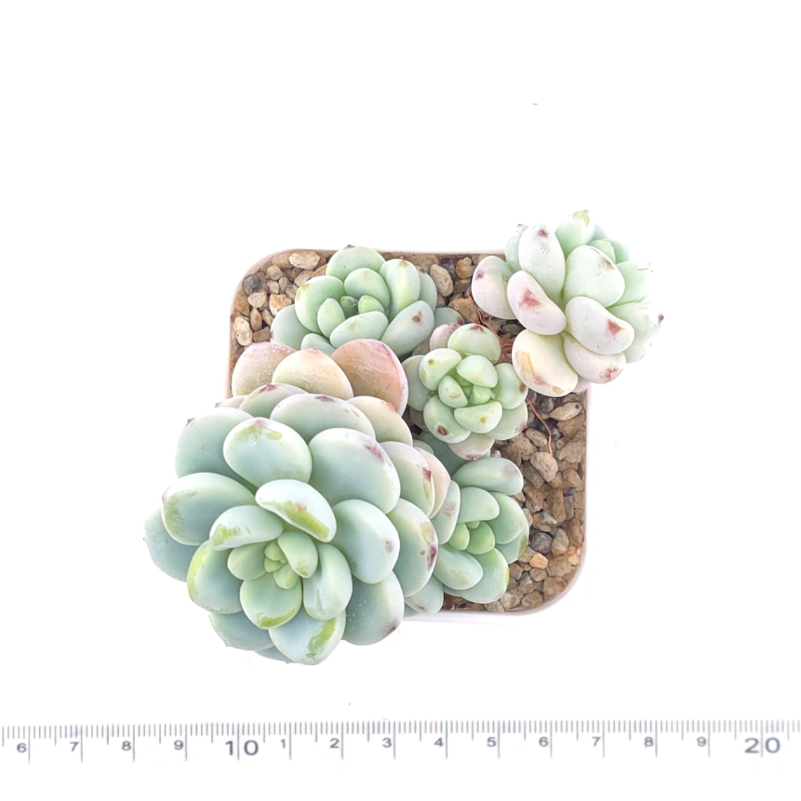 Sedum clavatum clsutering | 勞爾群 thumbnail 4