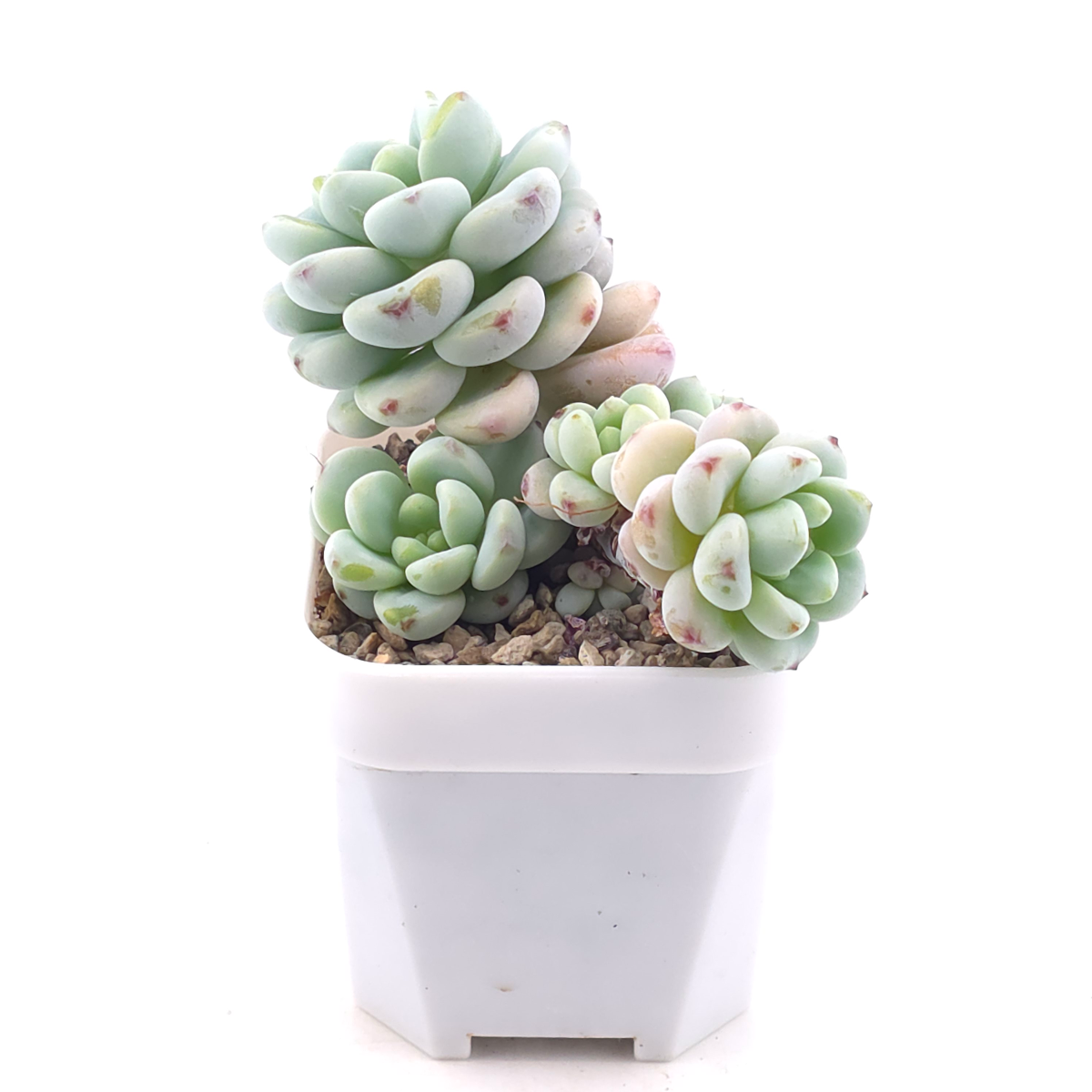 Sedum clavatum clsutering | 勞爾群 thumbnail 2
