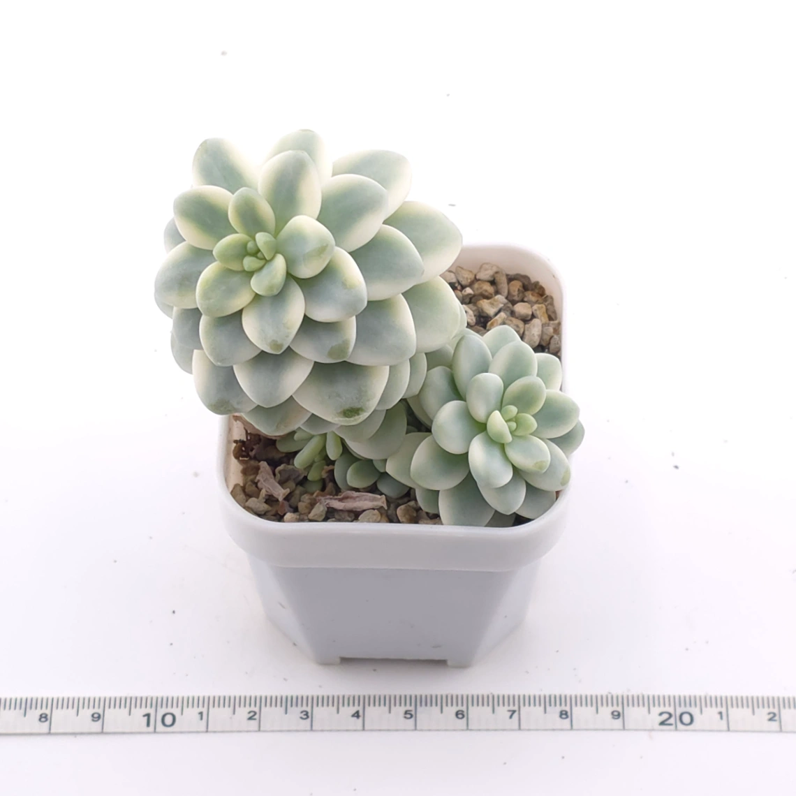 Sedum clavatum variegated clustering | 勞爾錦群 thumbnail 3