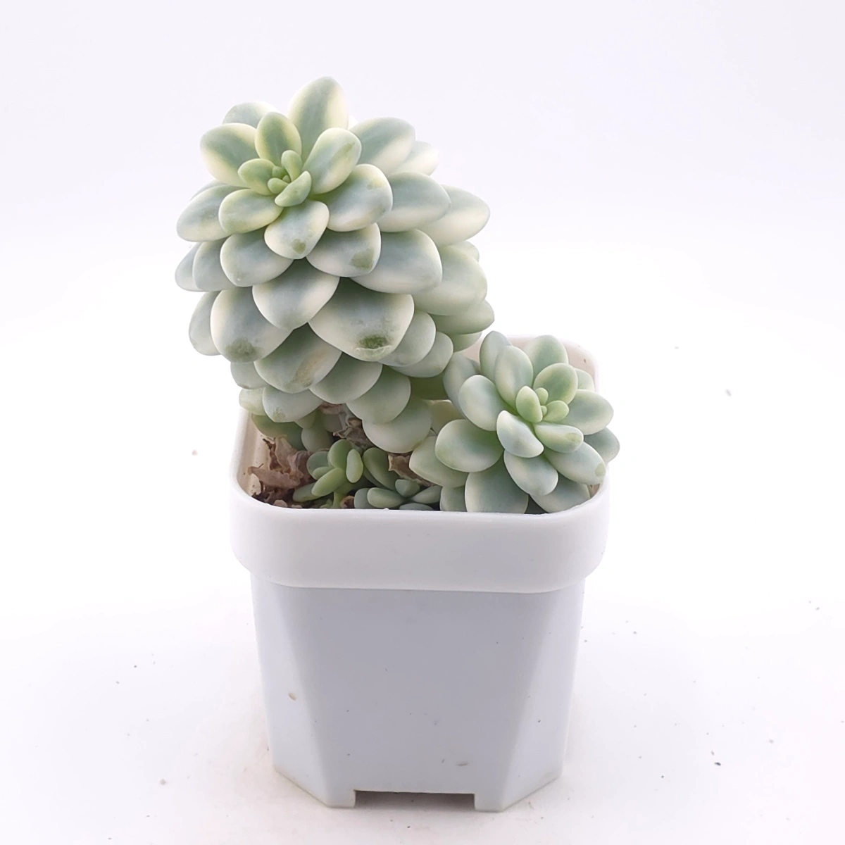 Sedum clavatum variegated clustering | 勞爾錦群 thumbnail 2