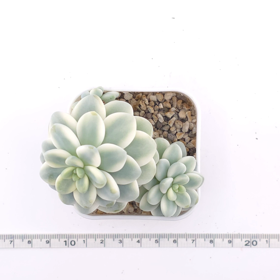 Sedum clavatum variegated clustering | 勞爾錦群 thumbnail 4