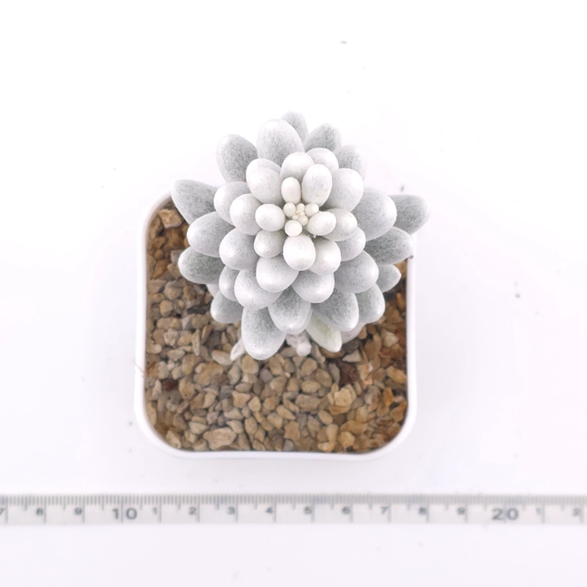 Senecio haworthii (Sweet) Sch.Bip | 銀月 thumbnail 4