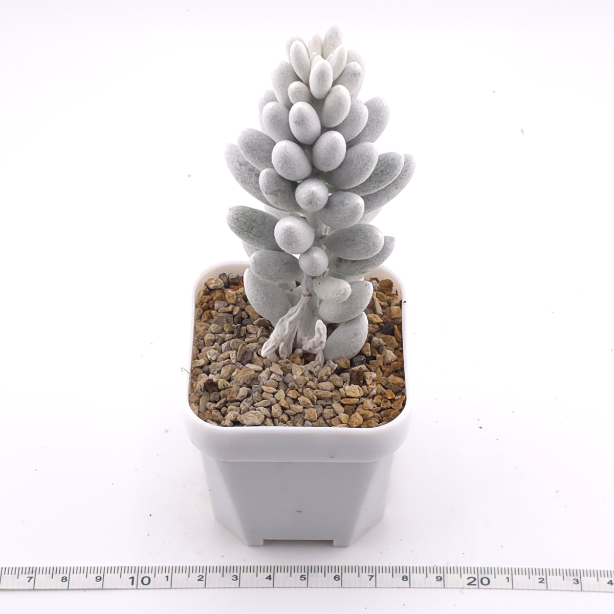 Senecio haworthii (Sweet) Sch.Bip | 銀月 thumbnail 3