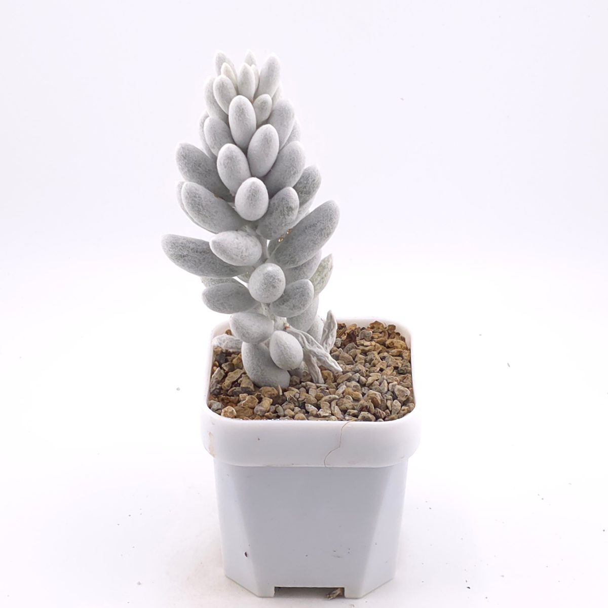 Senecio haworthii (Sweet) Sch.Bip | 銀月 thumbnail 2