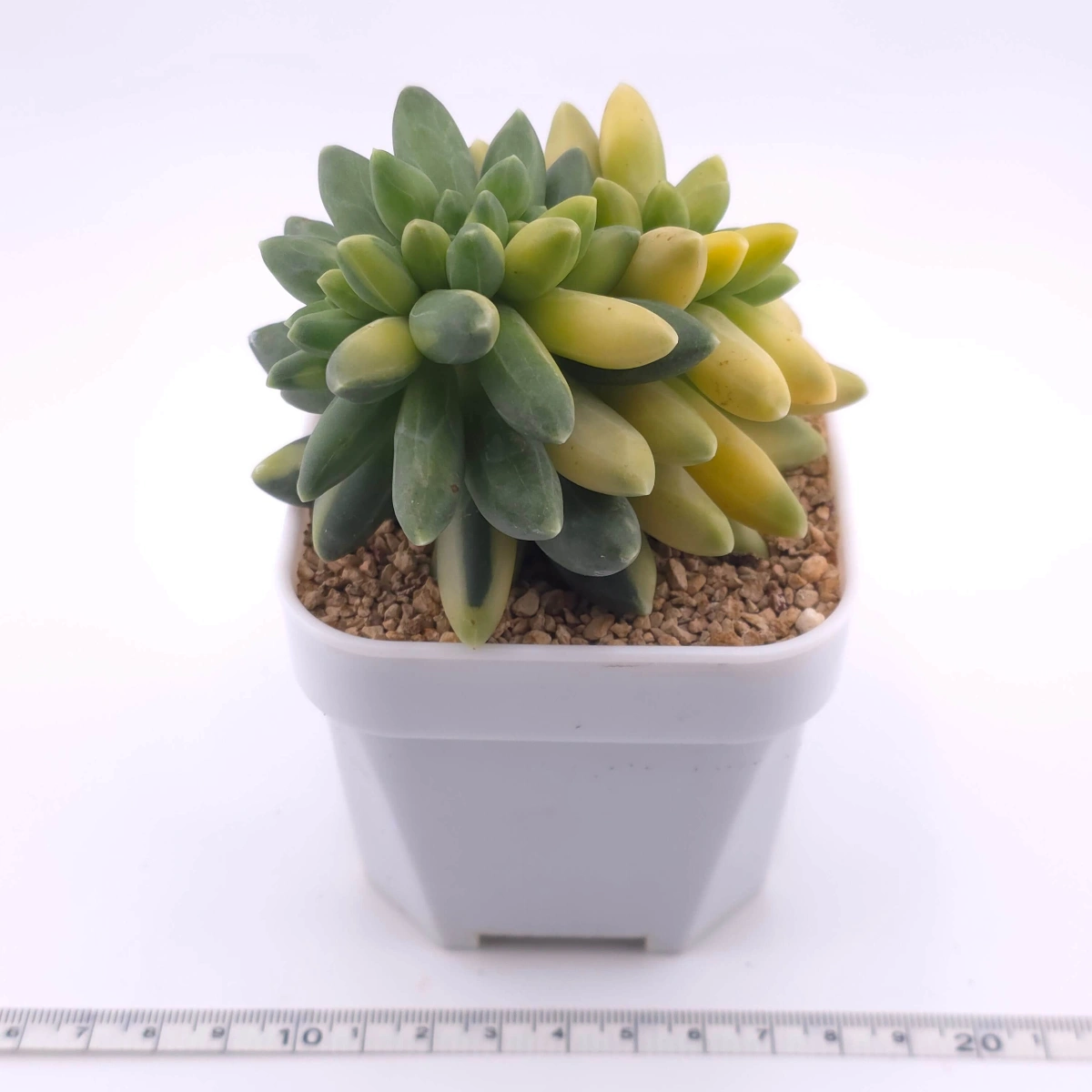 Pachyphytum compactum variegated | 千代田之松錦 thumbnail 3