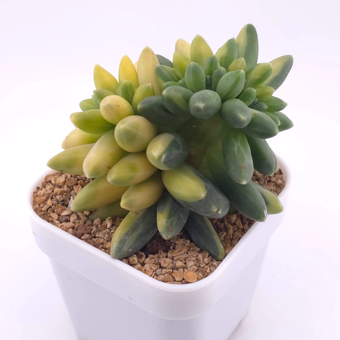 Pachyphytum compactum variegated | 千代田之松錦 thumbnail 2
