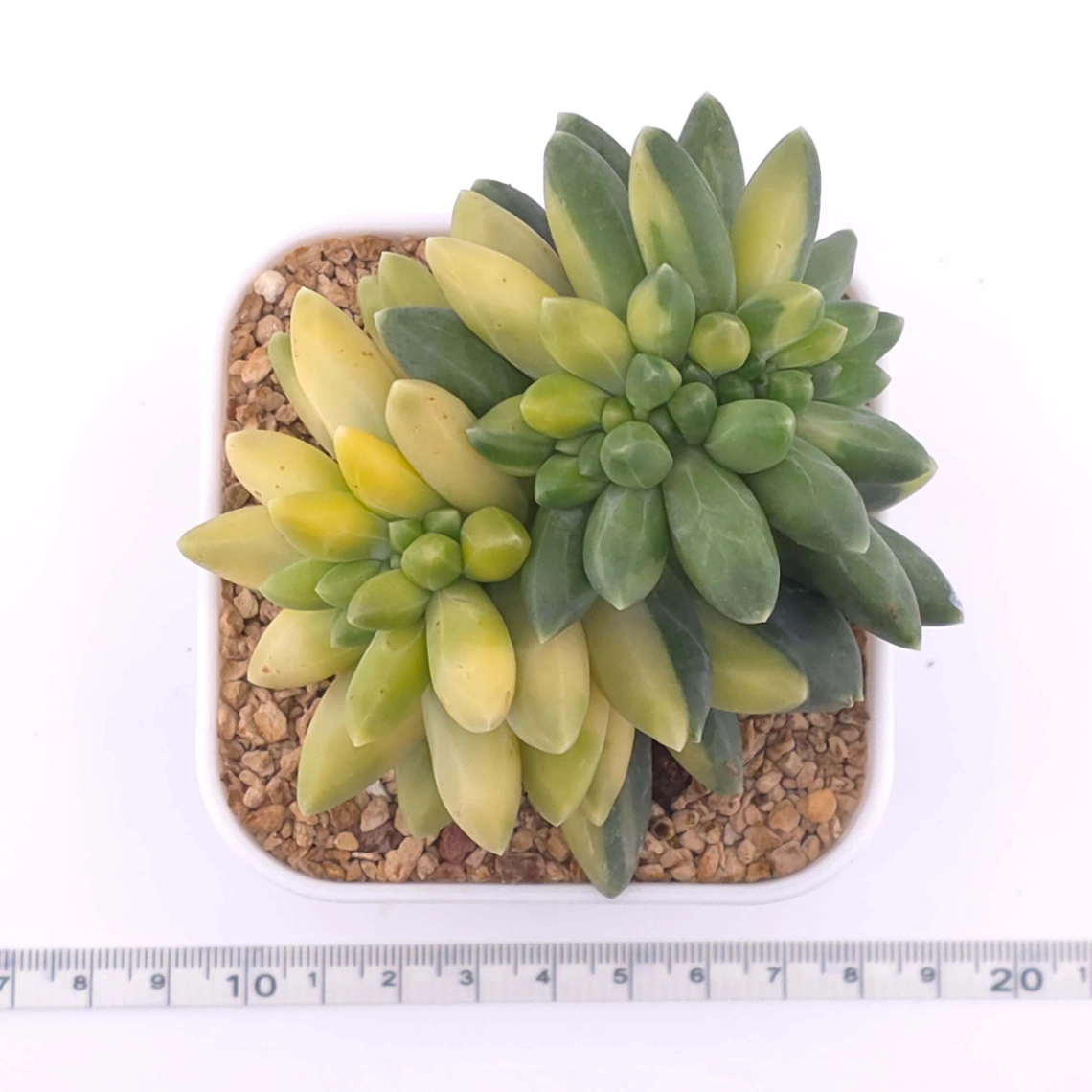 Pachyphytum compactum variegated | 千代田之松錦 thumbnail 4