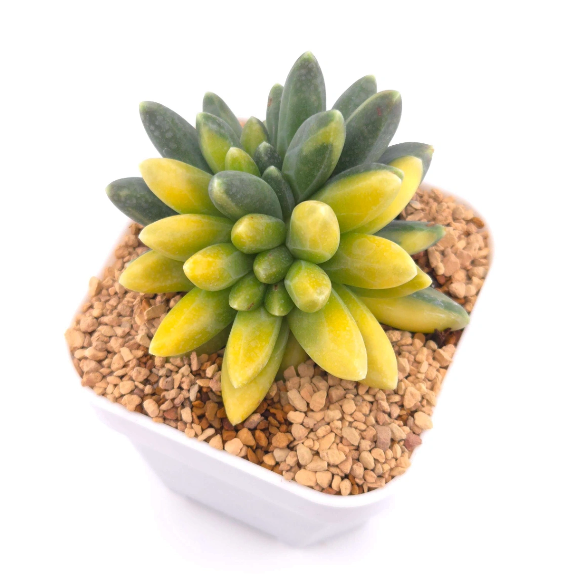 Pachyphytum compactum variegated | 千代田之松錦 thumbnail 2