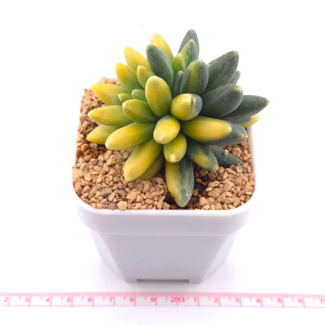 Pachyphytum compactum variegated | 千代田之松錦 thumbnail 3