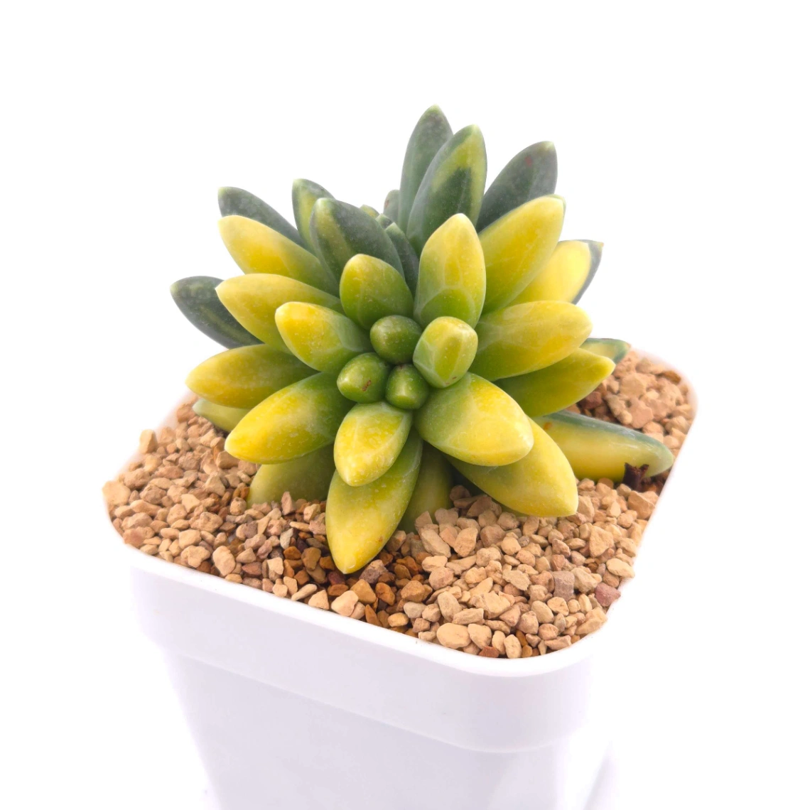 Pachyphytum compactum variegated | 千代田之松錦 thumbnail 4