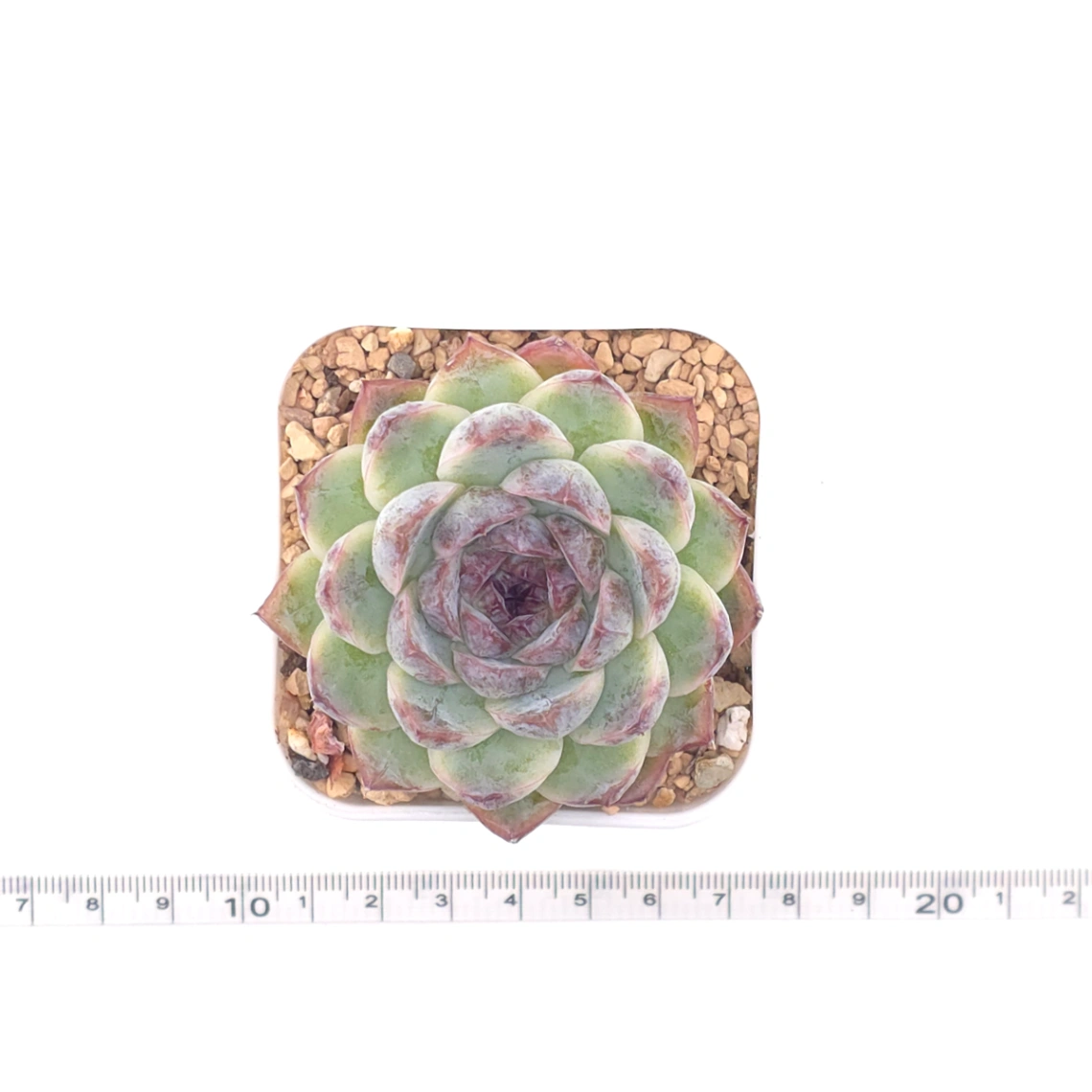 Echeveria ‘Dark Opal’ | 黑橙 thumbnail 4