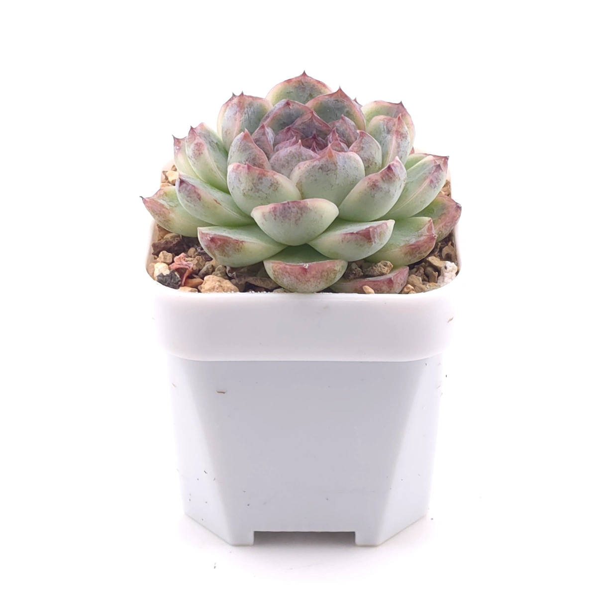 Echeveria ‘Dark Opal’ | 黑橙 thumbnail 3