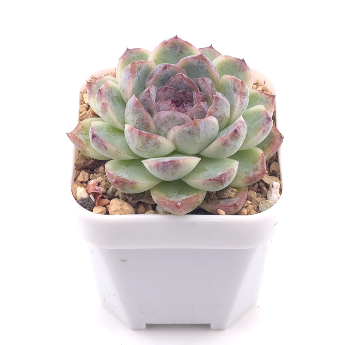 Echeveria ‘Dark Opal’ | 黑橙 thumbnail 2