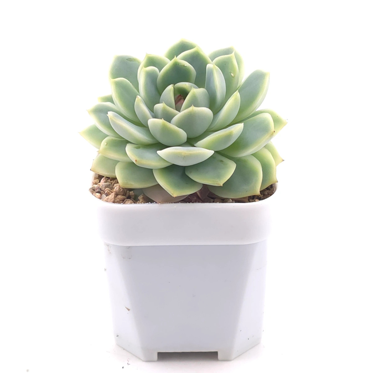 Echeveria 'Derenbergii' | 靜夜 thumbnail 3