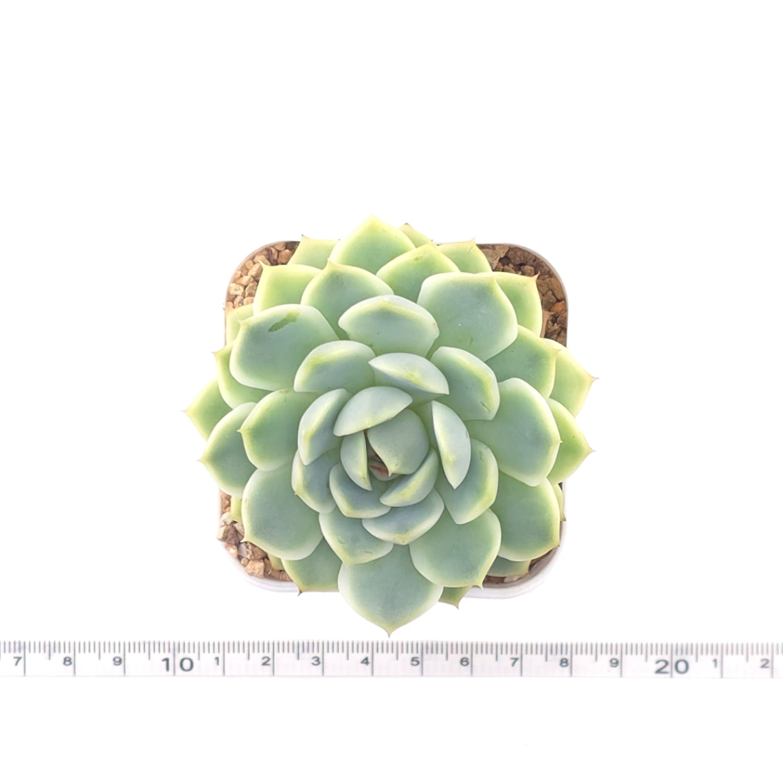 Echeveria 'Derenbergii' | 靜夜 thumbnail 4