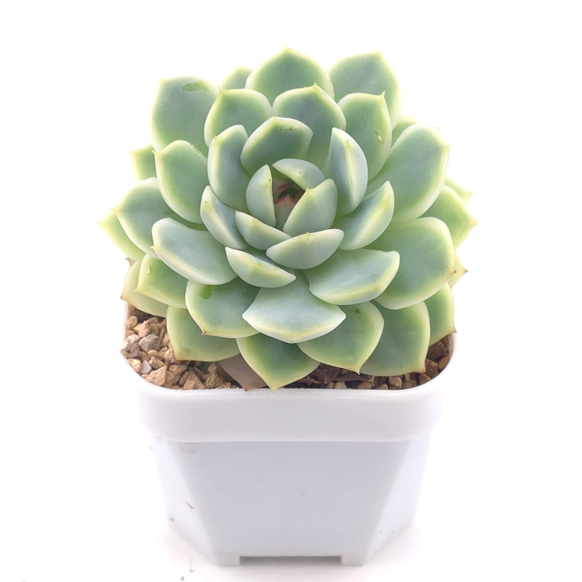 Echeveria 'Derenbergii' | 靜夜 thumbnail 2