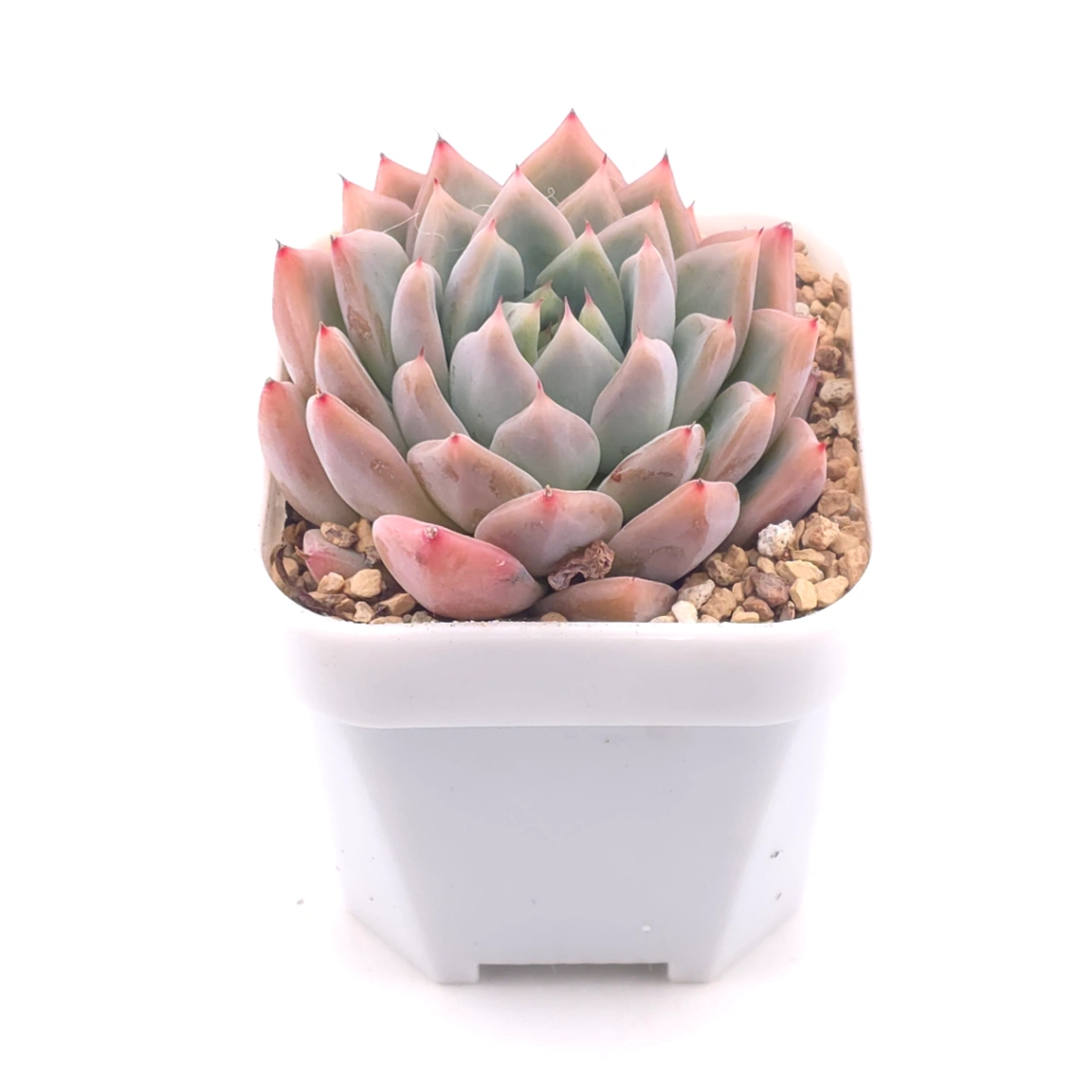 Echeveria ‘Frost Flower’ | 霜花 thumbnail 2