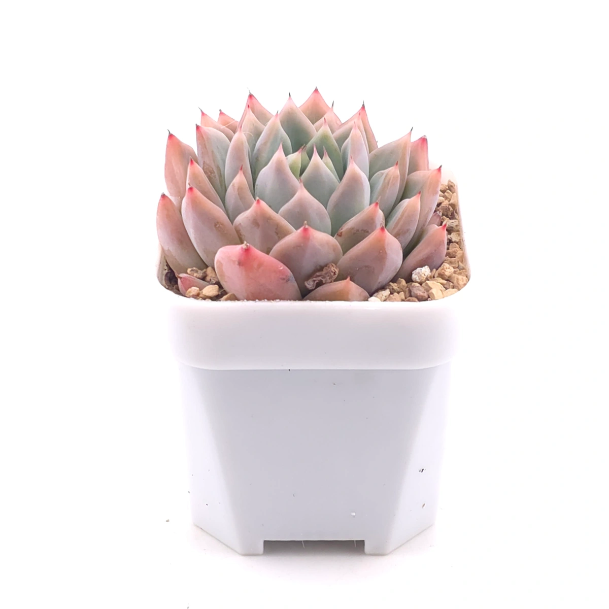 Echeveria ‘Frost Flower’ | 霜花 thumbnail 3