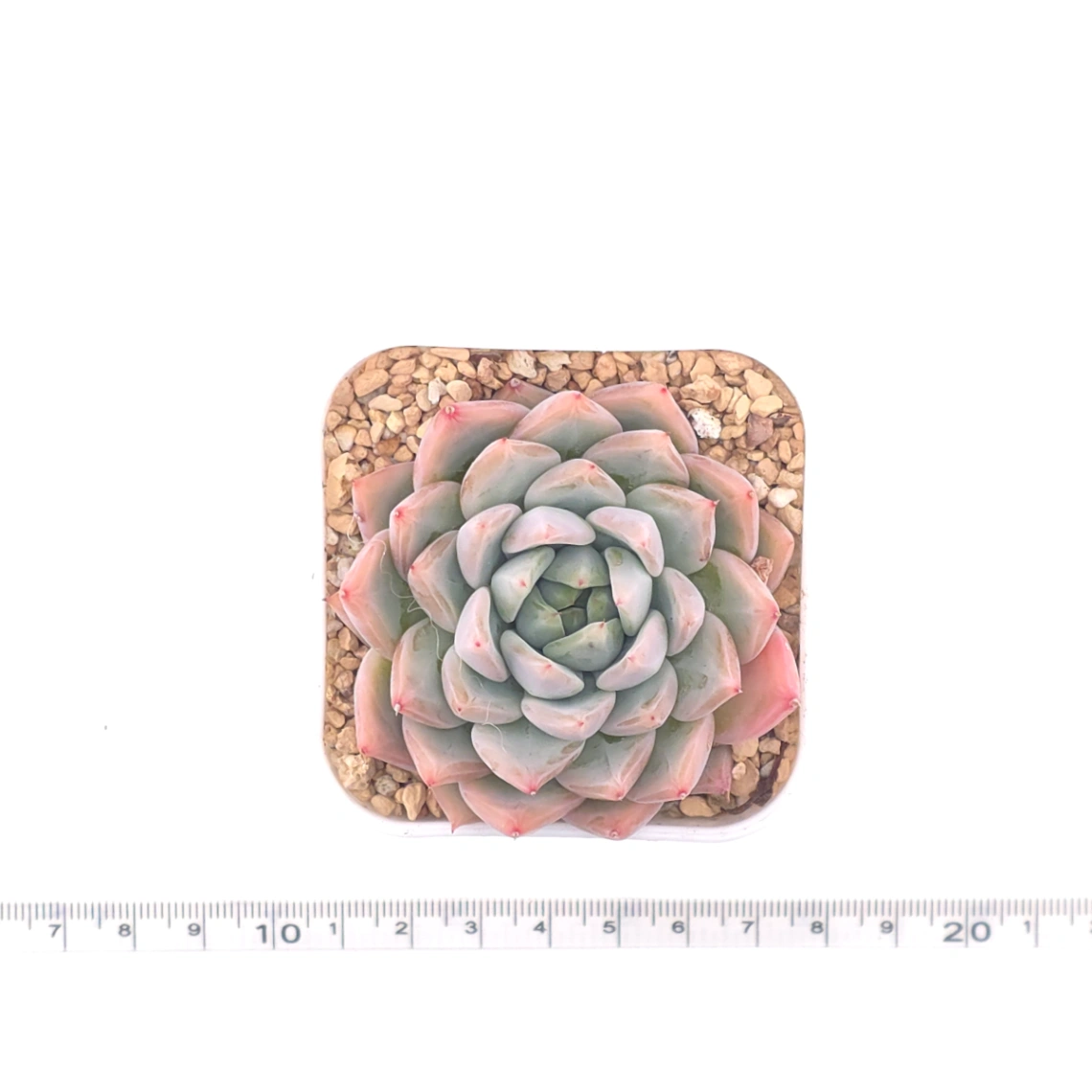 Echeveria ‘Frost Flower’ | 霜花 thumbnail 4