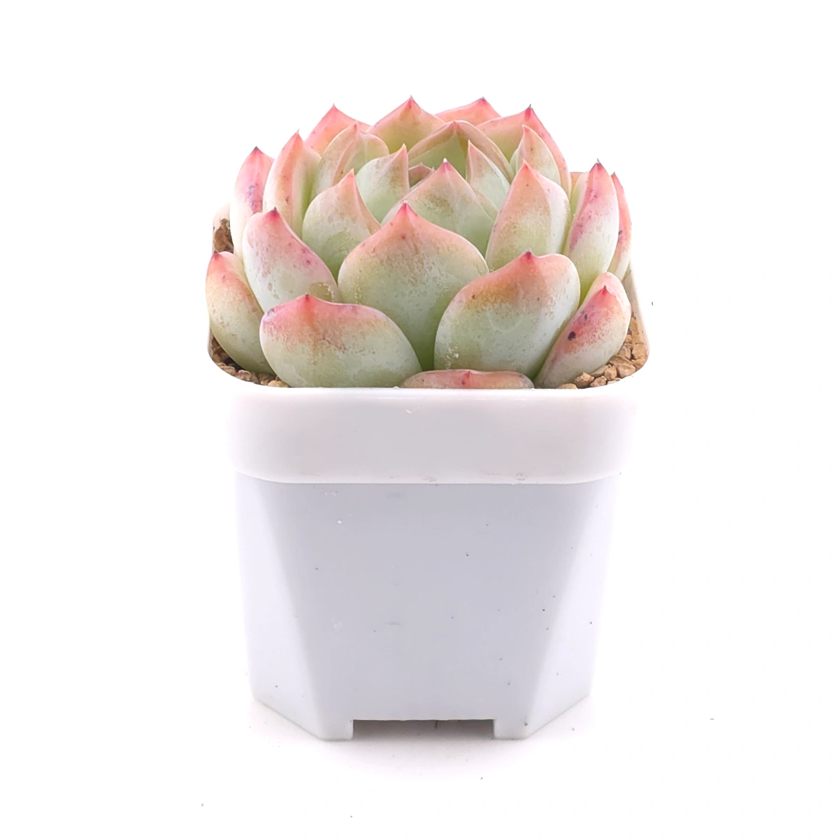 Echeveria ‘Jade Glow’ | 玉輝石蓮 thumbnail 3