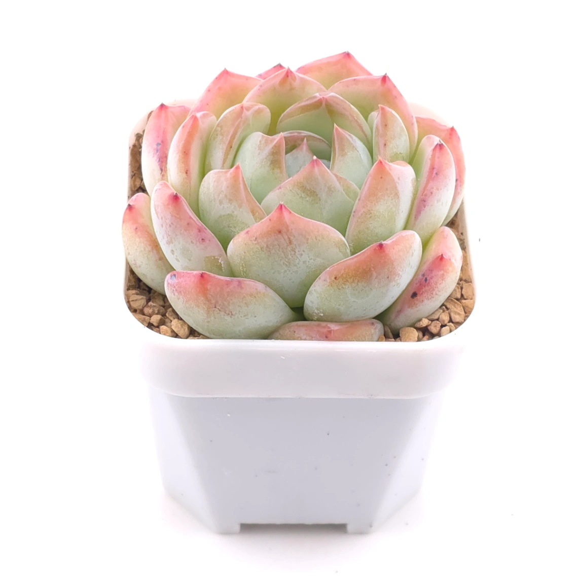 Echeveria ‘Jade Glow’ | 玉輝石蓮 thumbnail 2