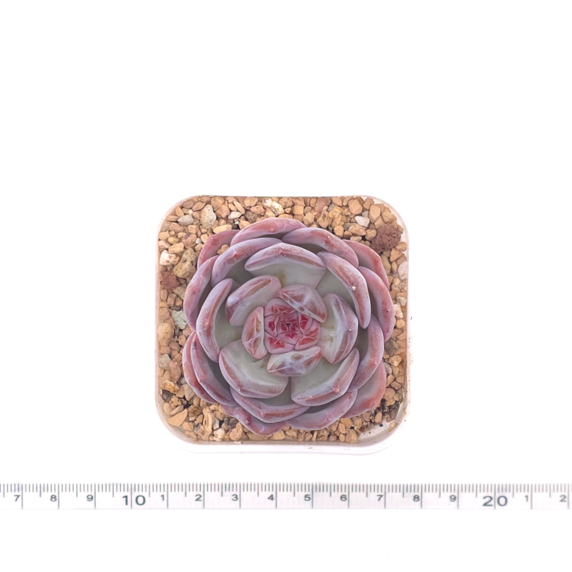 Echeveria ‘Lip Gloss | 唇彩 thumbnail 4