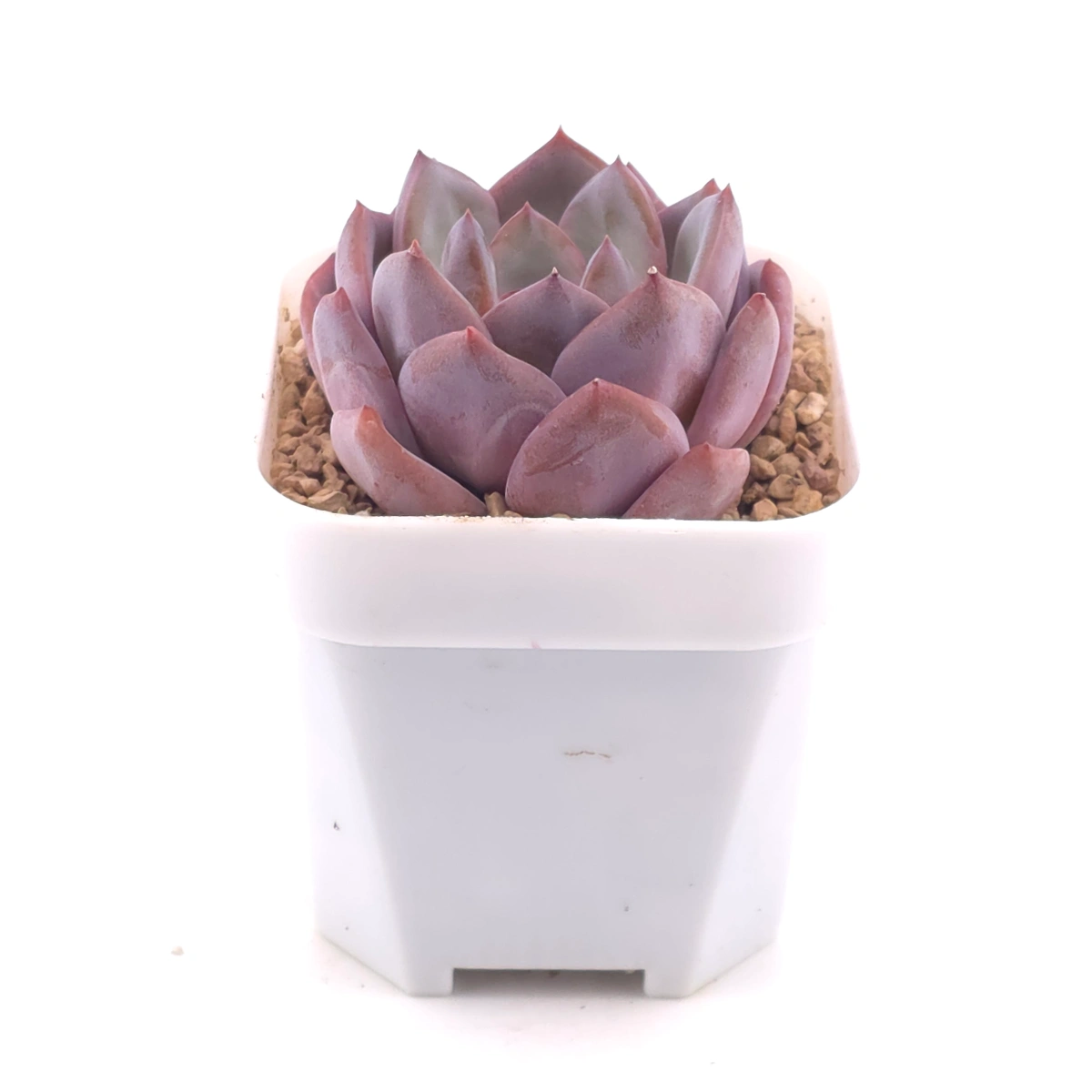 Echeveria ‘Lip Gloss | 唇彩 thumbnail 3