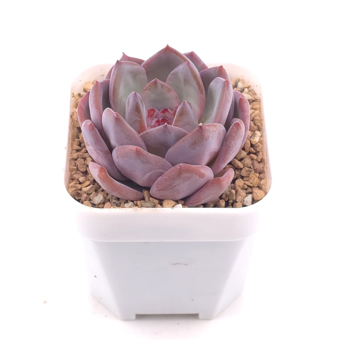 Echeveria ‘Lip Gloss | 唇彩 thumbnail 2