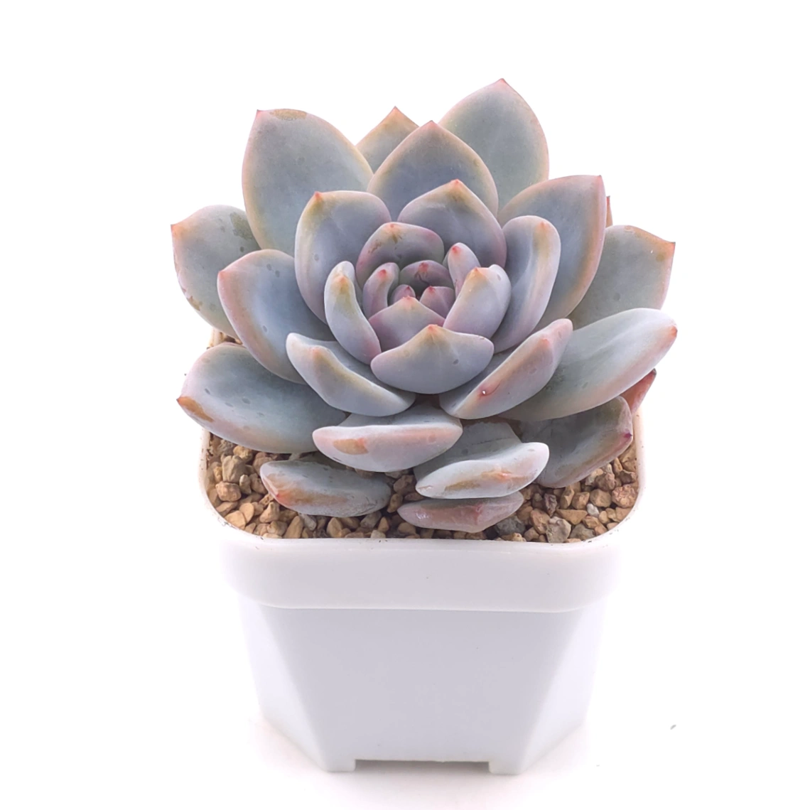 Echeveria ‘Monroe’ | 夢露 thumbnail 2