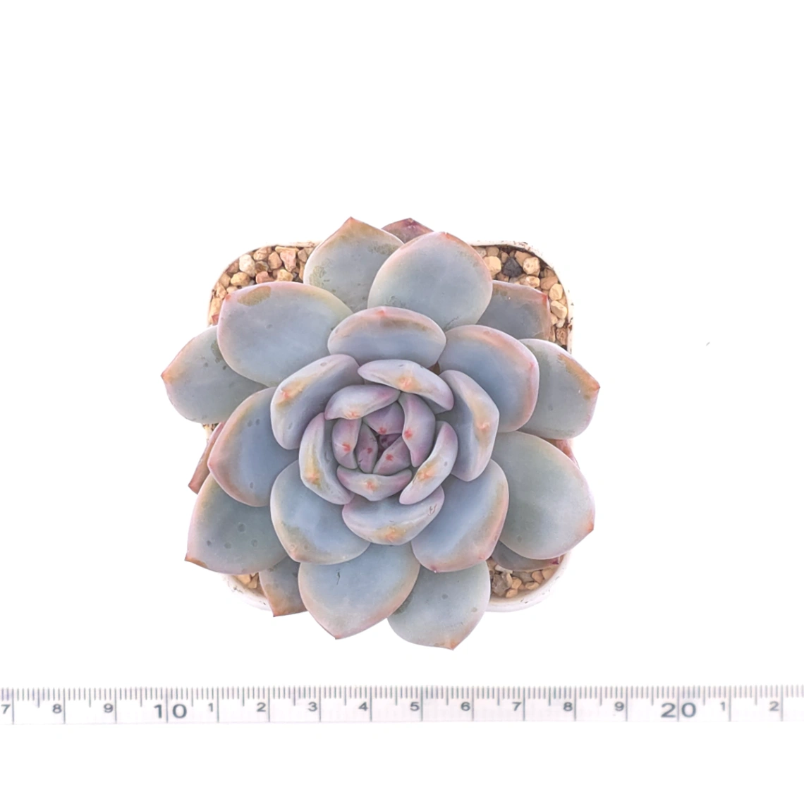 Echeveria ‘Monroe’ | 夢露 thumbnail 4