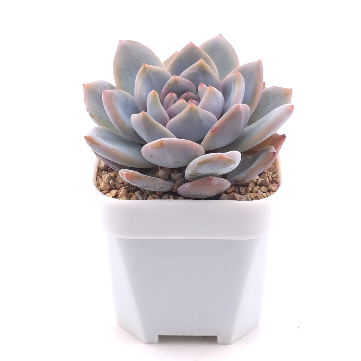 Echeveria ‘Monroe’ | 夢露 thumbnail 3