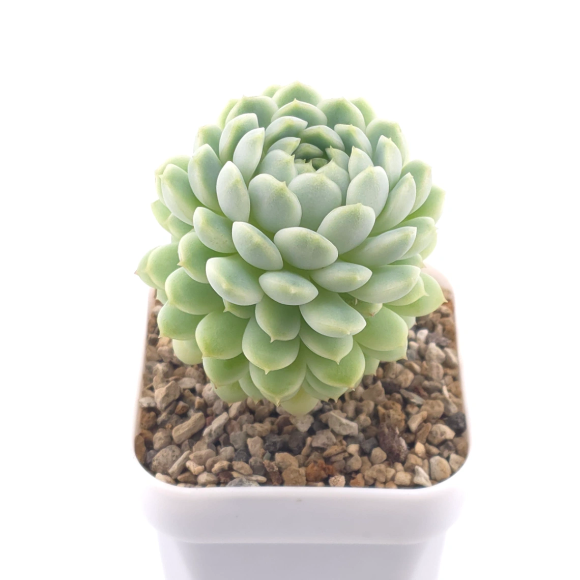 Echeveria ‘New Captain’ | 新船長 thumbnail 2