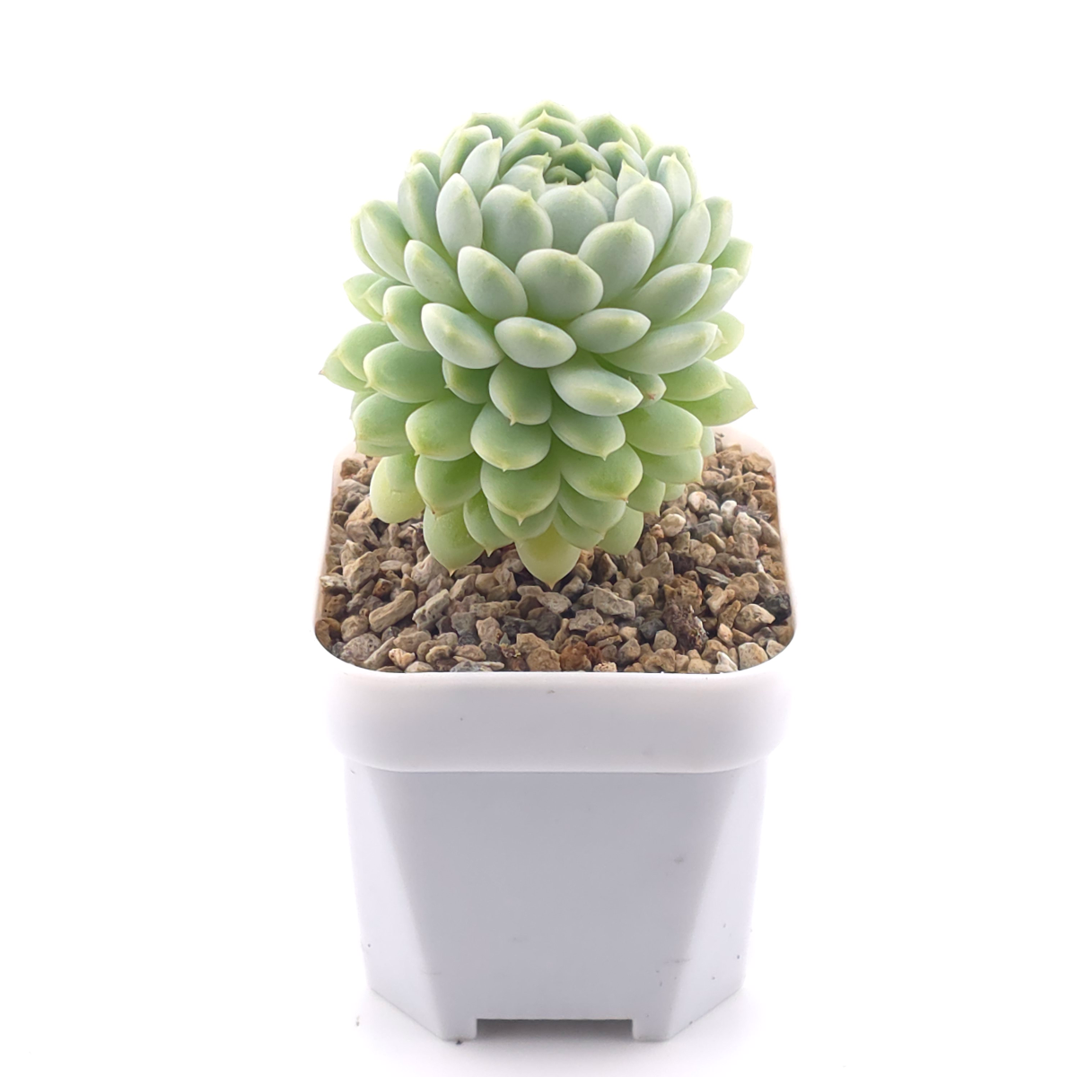 Echeveria ‘New Captain’ | 新船長 thumbnail 3