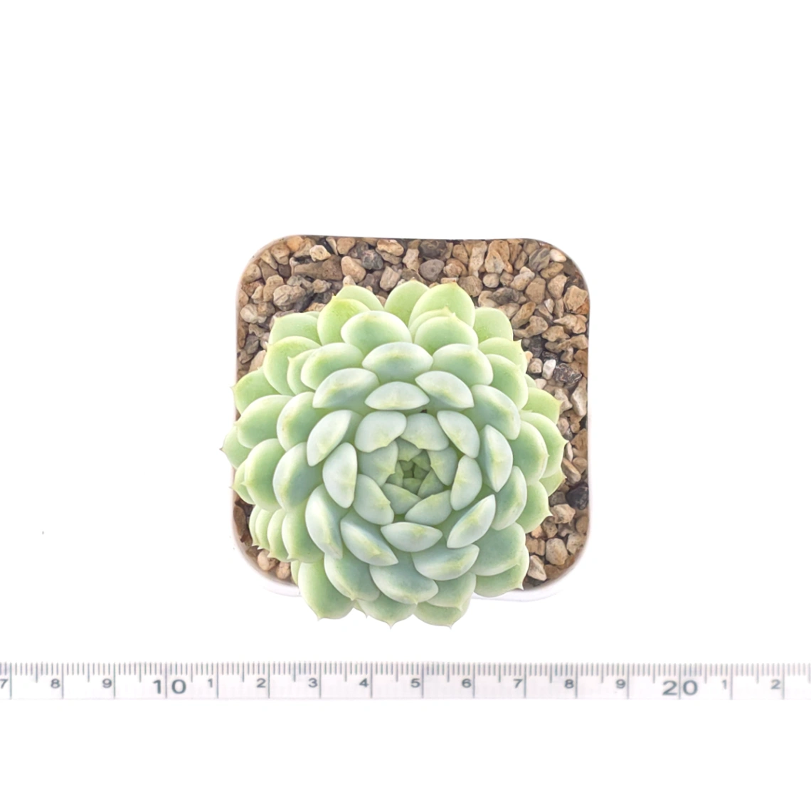 Echeveria ‘New Captain’ | 新船長 thumbnail 4