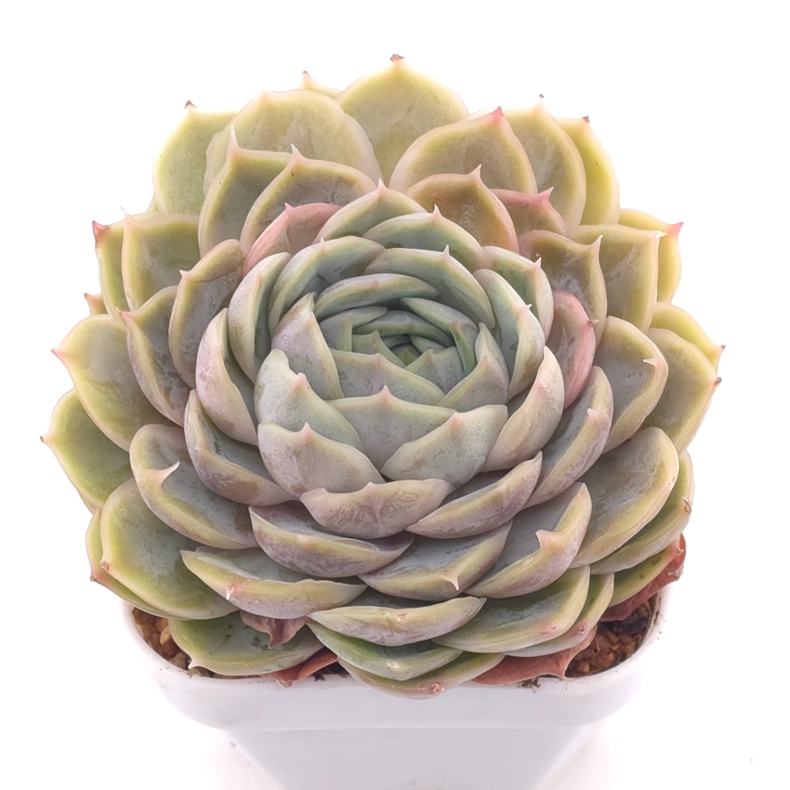 Echeveria ‘Onslow’ | 昂斯諾 - View 1