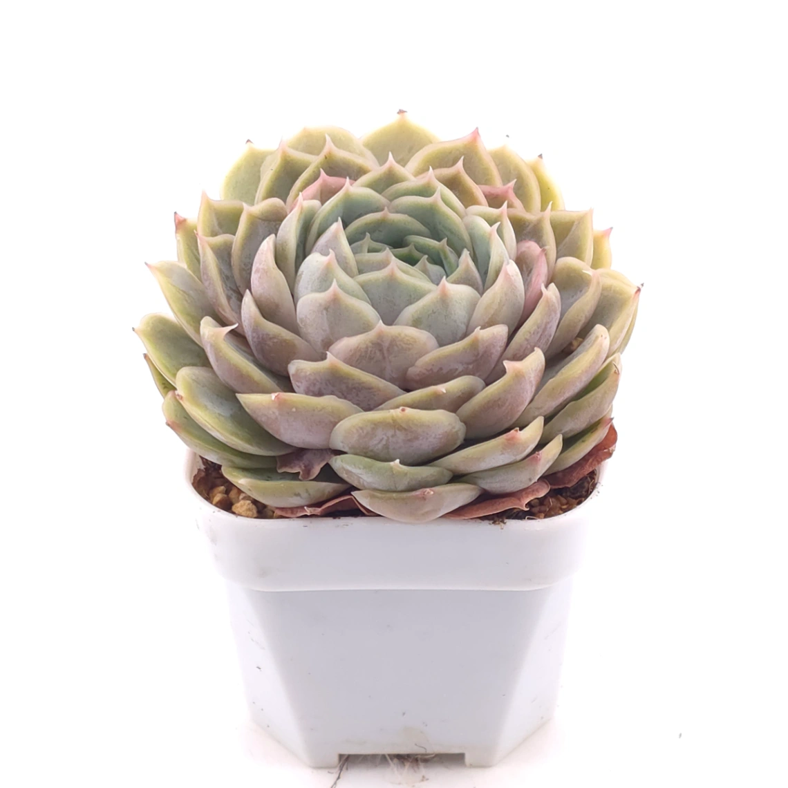 Echeveria ‘Onslow’ | 昂斯諾 thumbnail 2