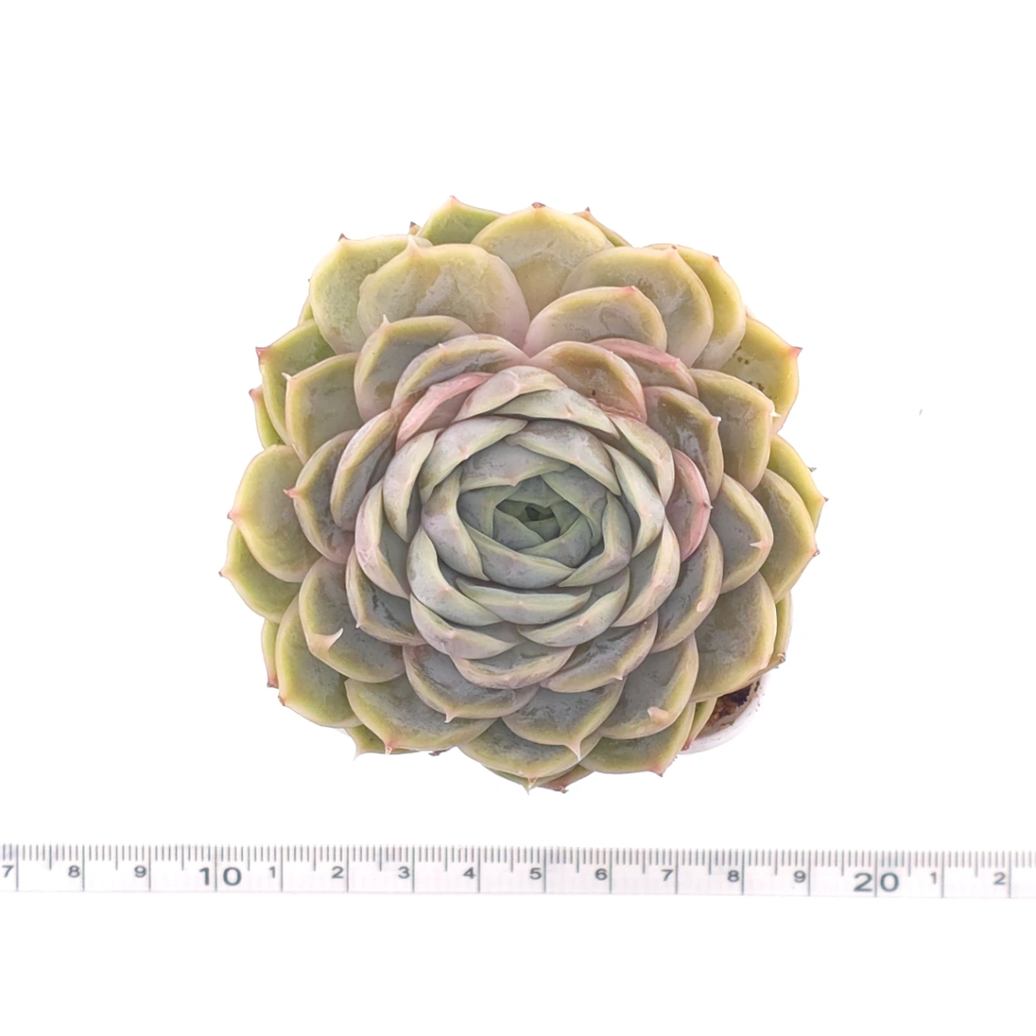 Echeveria ‘Onslow’ | 昂斯諾 thumbnail 4
