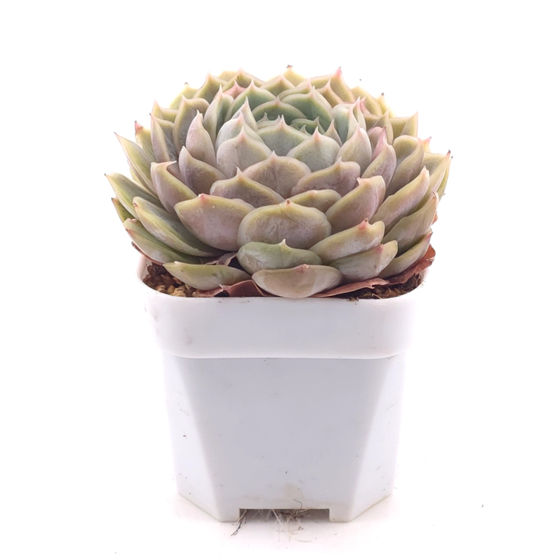 Echeveria ‘Onslow’ | 昂斯諾 thumbnail 3